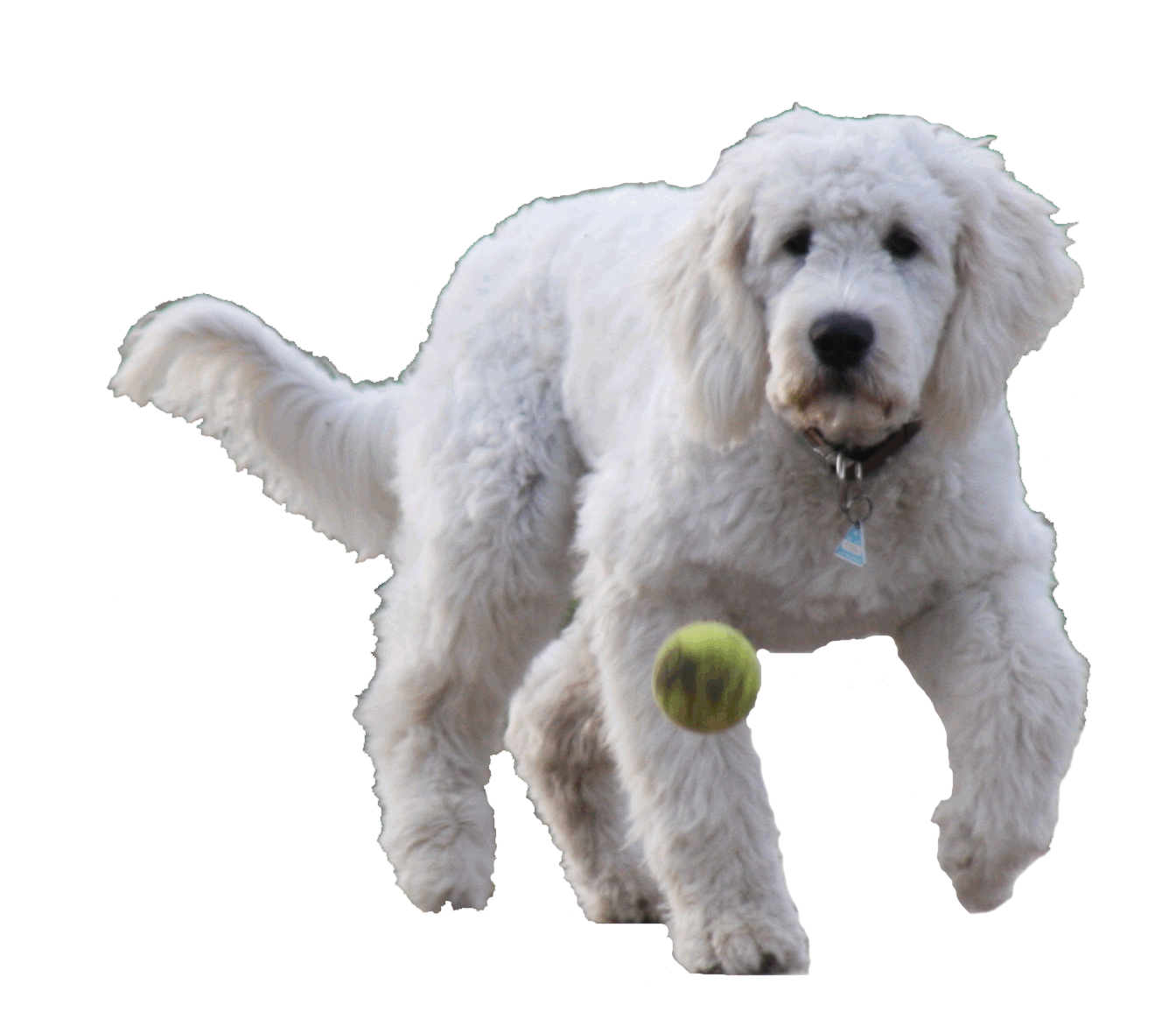 Goldendoodle Sheela mit Ball1