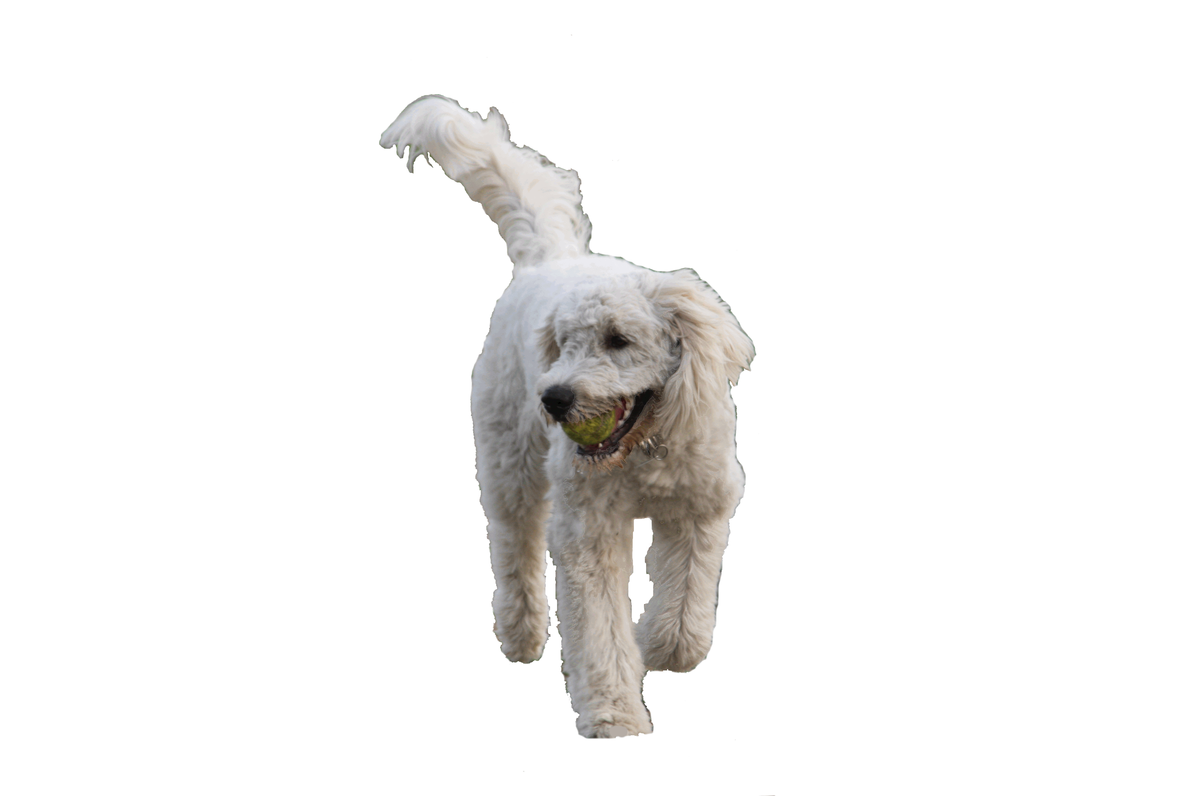 Goldendoodle Sheela hlt den Ball