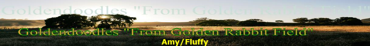 Amy/Fluffy