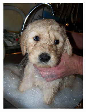 Goldendoodle Al