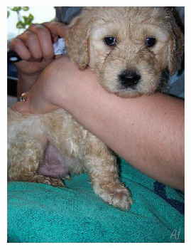 Goldendoodle Al