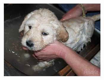 Goldendoodle Andra