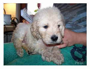 Goldendoodle Arik