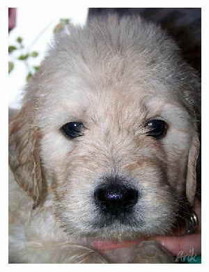 Goldendoodle Arik