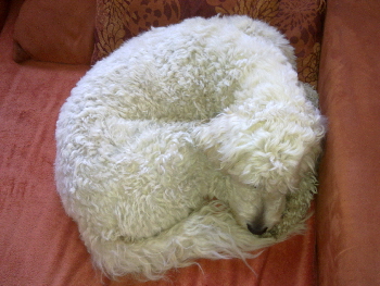 Goldendoodle Sheela schlft mit einem Stofftier