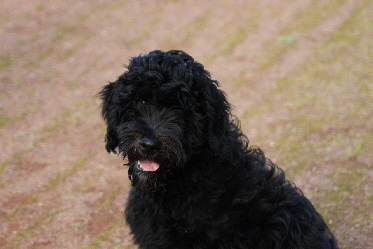 Goldendoodle Schwarz 