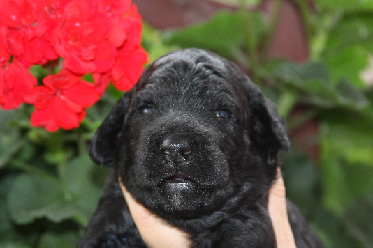 Bambam mit Blumen