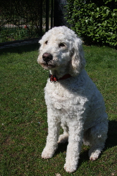 Goldendoodle Sheela im Garten