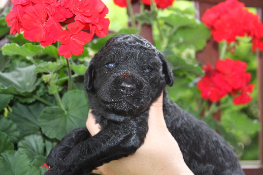 Welpe Benny mit den Blumen