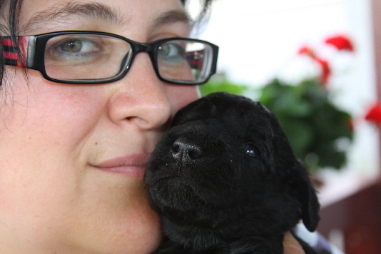 Frauchen schmust mit Goldendoodle Welpe Benny