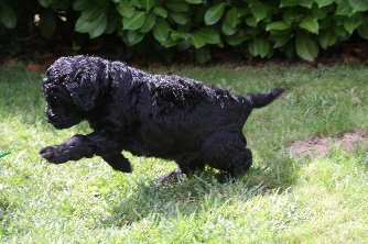 Benny springt durch den Garten