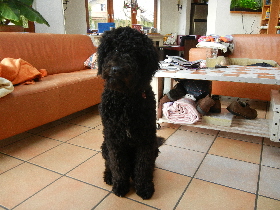 Goldendoodle Nero im Wohnzimmer