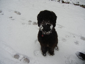 Welpe Nero im Schnee