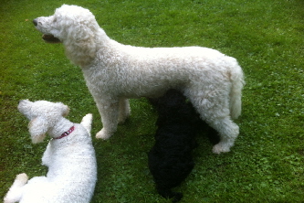 Essen auf dem Hundeplatz