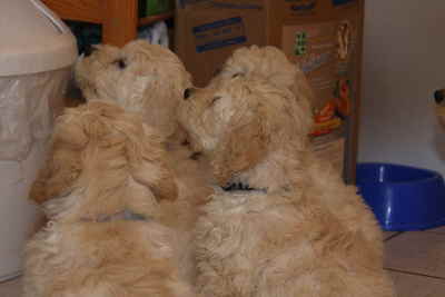 Goldendoodle Babys