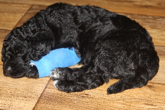 Goldendoodle Benny wurde gestochen und hat nun eine Indusiosnadel am Fuss