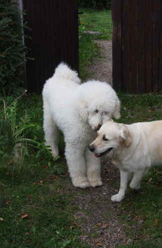 Golden Doodle Sheela Eltern