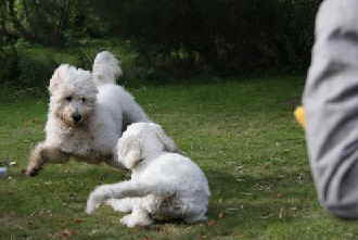 Goldendoodle Aldo 