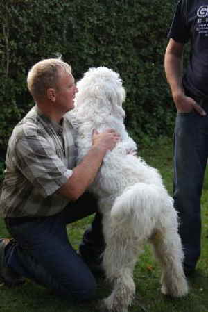 Goldendoodle Amala