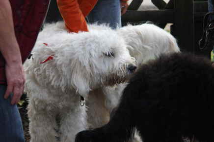 Goldendoodle Amala