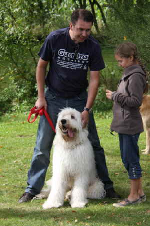 Goldendoodle Amor