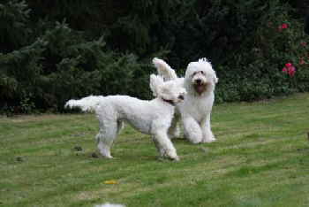 Goldendoodle Amor