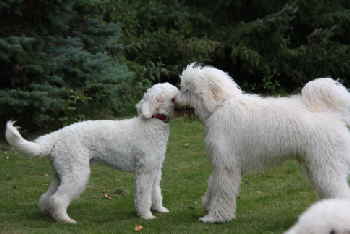 Goldendoodle Amor