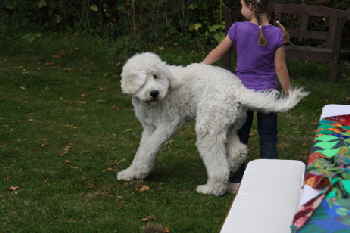 Goldendoodle Arik