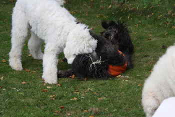 Goldendoodle Arik