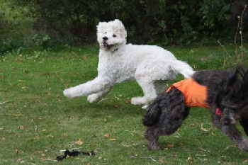 Goldendoodle Arik