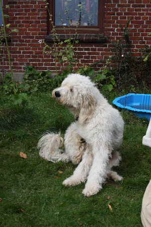 Doodletreffen Goldendoodles spielen