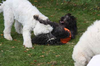 Doodletreffen Goldendoodles spielen