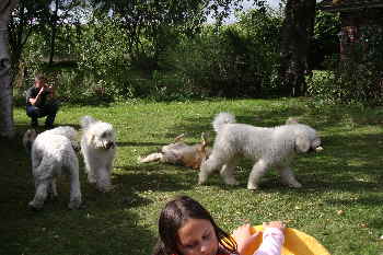 Goldendoodle Doodletreffen