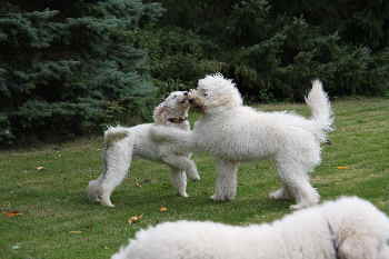 Doodletreffen Goldendoodles spielen