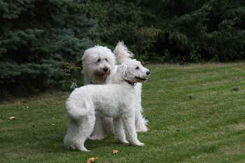 Doodletreffen Goldendoodles spielen