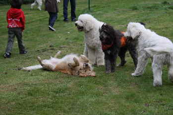 Doodletreffen Goldendoodles spielen