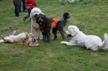 Goldendoodle Doodletreffen