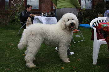 Goldendoodle Doodletreffen