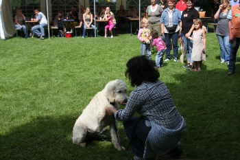 Goldendoodle Kunsstcke 1