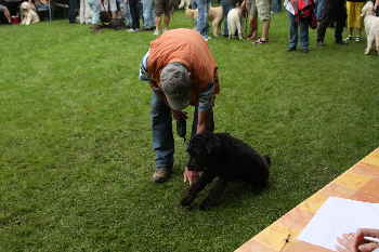 Goldendoodle Kunsstcke 10