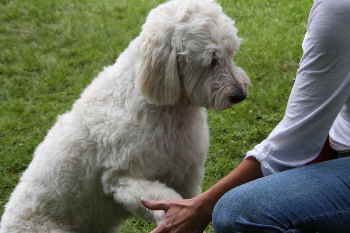 Goldendoodle Kunsstcke 2