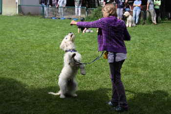 Goldendoodle Kunsstcke 3