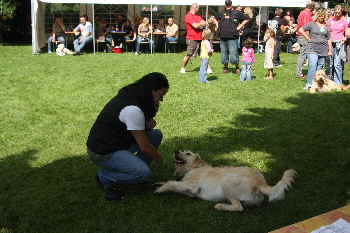 Goldendoodle Kunsstcke 4