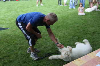 Goldendoodle Kunsstcke 6