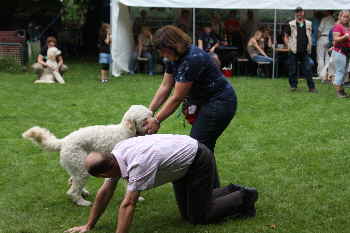 Goldendoodle Kunsstcke 8