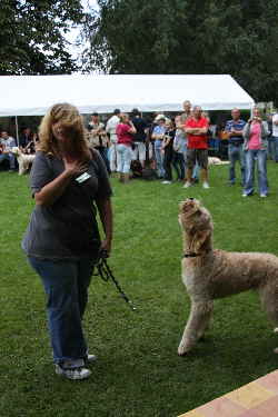 Goldendoodle Kunsstcke 9