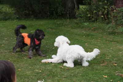 Goldendoodle Lena