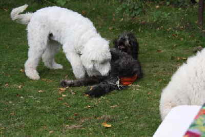 Goldendoodle Lena