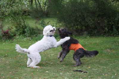 Goldendoodle Lena