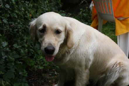 Goldendoodle Mama Amy